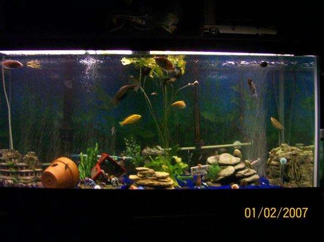 75 gallons freshwater fish tank (mostly fish and non-living decorations) - My 75 Gallon tank is home to 7 beautiful Angelfish, 2 med Pleco,  1 male betta, 2 Bala sharks, 1 black convict, 1 red terror, 1 electric blue jack dempsey, 3 paradise gourami, 2 gold gourami, 3 bottom feeders.  i have blue reef sand & Some Plastic plants but have one real plant which the Angelfish really Enjoy.
