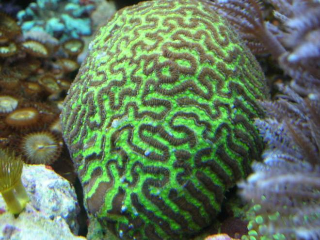 corals inverts - platygyra sp. - maze brain coral stocking in 180 gallons tank - Maze brain.