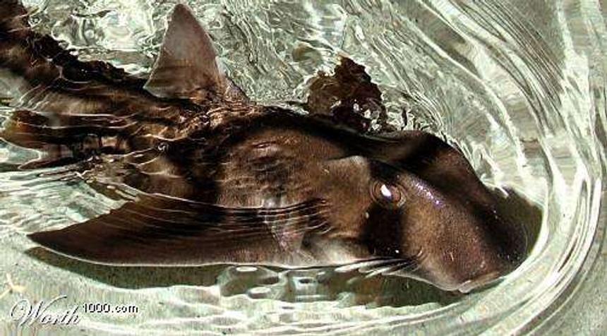 Rated #27: Saltwater Fish - Heterodontus Portusjacksoni - Port Jackson Shark Stocking In 250 Gallons Tank - MY PORT JACKSON