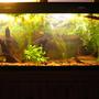75 gallons freshwater fish tank (mostly fish and non-living decorations) - 75g full-tank shot