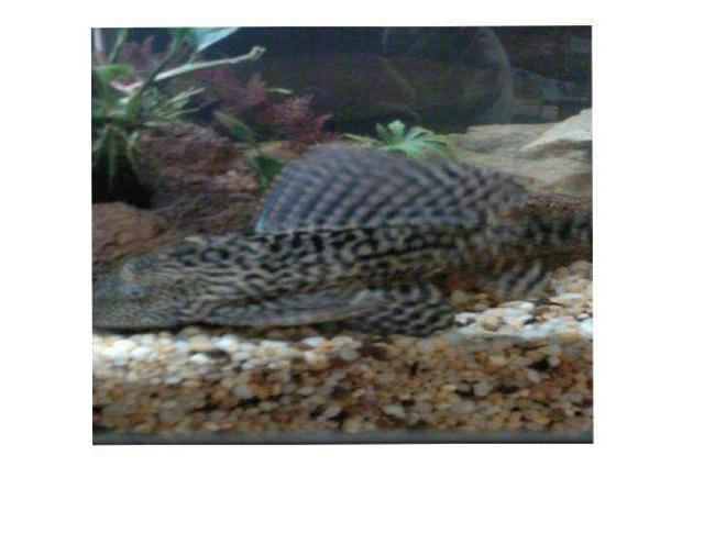 freshwater fish - pseudoacanthicus spinosus - chocolate chip spiny pleco (l-160) stocking in 70 gallons tank - pleco
