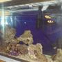 15 gallons saltwater fish tank (mostly fish, little/no live coral) - MY LOVELY TANK