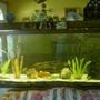 150 gallons freshwater fish tank (mostly fish and non-living decorations) - my tank