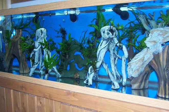 125 gallons freshwater fish tank (mostly fish and non-living decorations) - 125g west african lungfish tank.