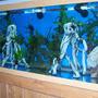 125 gallons freshwater fish tank (mostly fish and non-living decorations) - 125g west african lungfish tank.