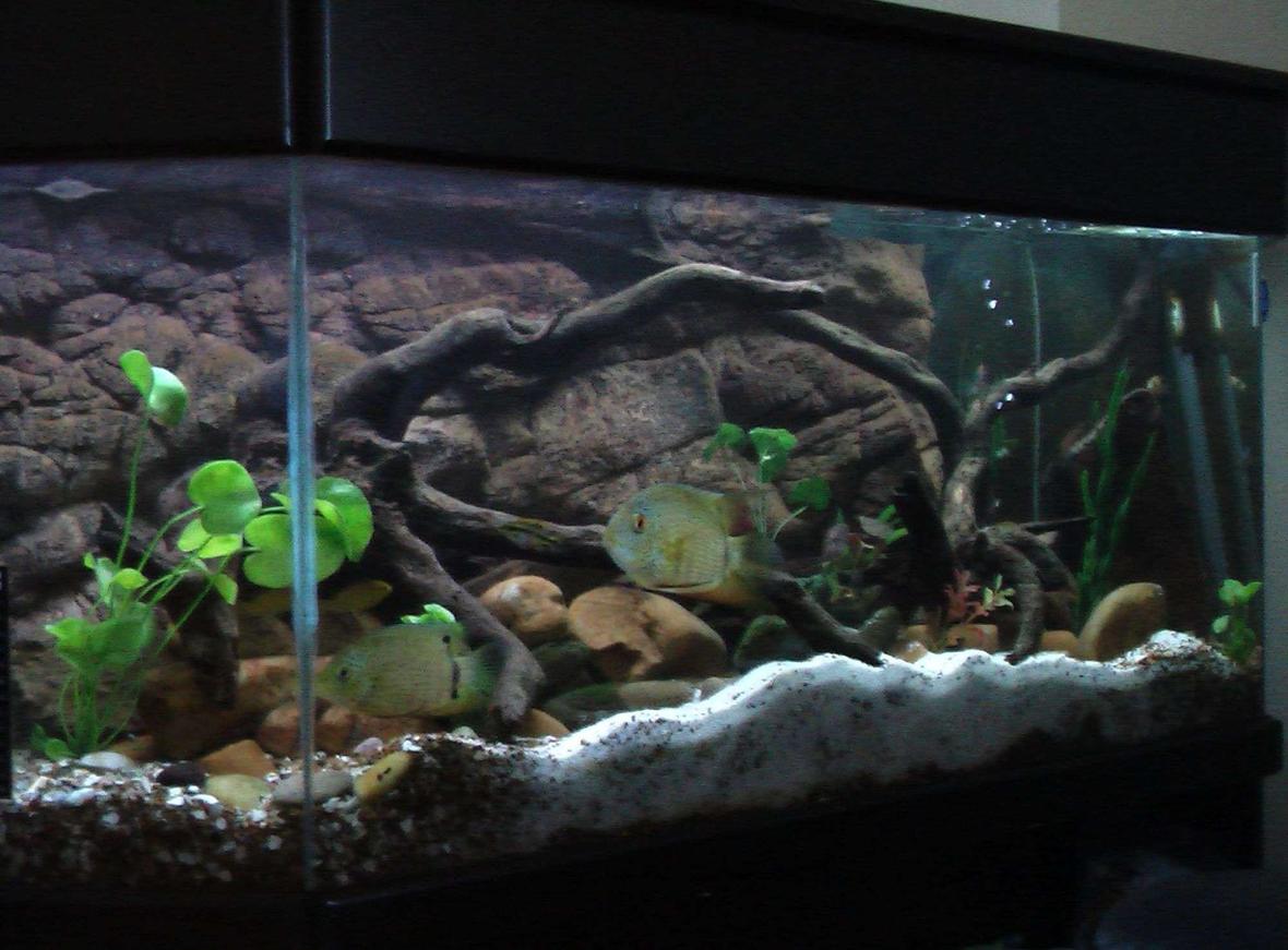 fish tank picture - my two severums flubber and blubber