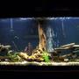 55 gallons freshwater fish tank (mostly fish and non-living decorations) - 55g african cichlid tank. kinda bad view from far away but can see some details. is much bigger then appears. rocks stacked as caves for my 8 various african cichlids. leave me some comments or suggestions. cichlids are making many nests in the gravel and are getting pretty big