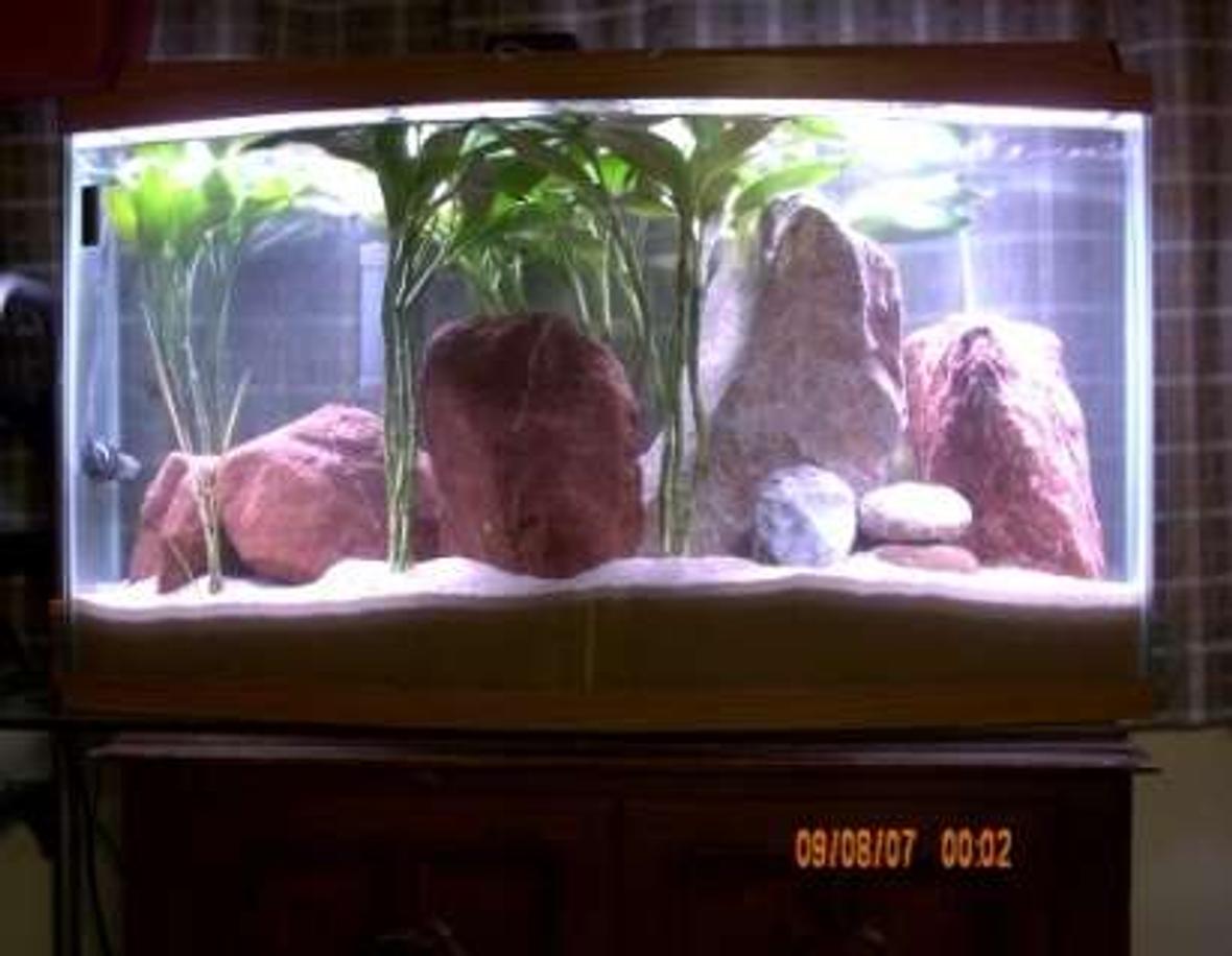 40 gallons freshwater fish tank (mostly fish and non-living decorations) - Puffer Tank With Light On.