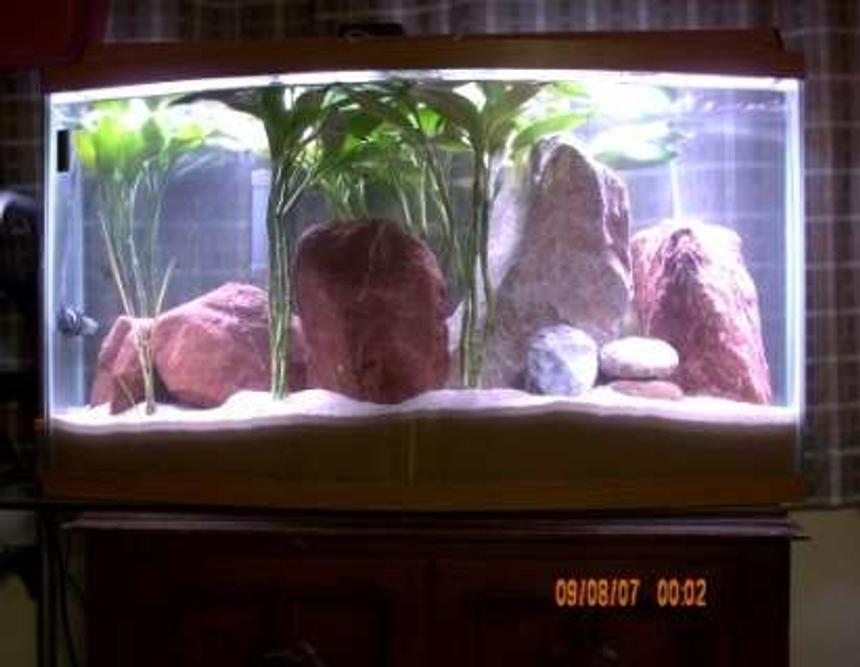 Rated #319: 40 Gallons Freshwater Fish Tank - Puffer Tank With Light On.