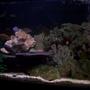 75 gallons freshwater fish tank (mostly fish and non-living decorations) - one side. i have more pics