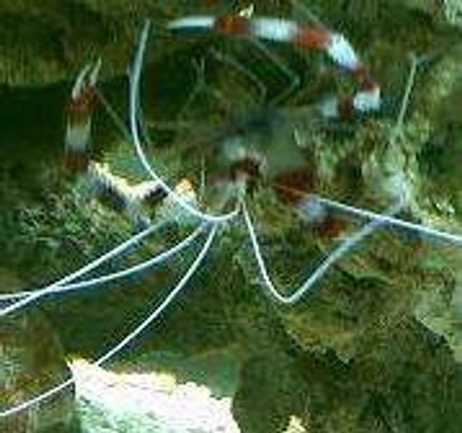 corals inverts - stenopus hispidus - banded coral shrimp stocking in 75 gallons tank - banded coral shrimp bout 3 years old