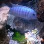 freshwater fish - metriaclima callainos - cobalt blue zebra cichlid stocking in 90 gallons tank - cobalt blue african cichlid