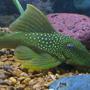 freshwater fish - baryancistrus demantoides - green phantom pleco stocking in 55 gallons tank - green phantom