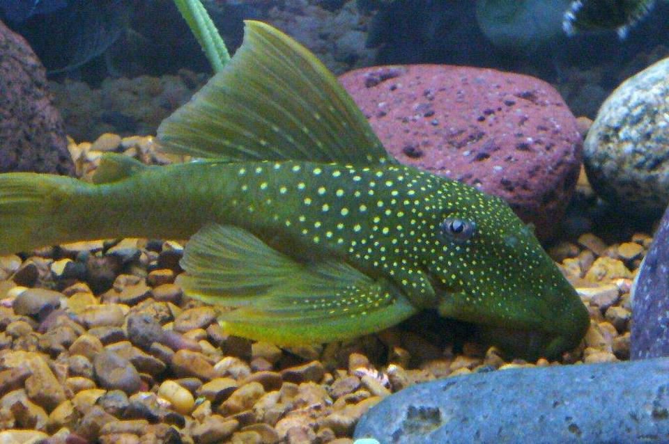 freshwater fish - baryancistrus demantoides - green phantom pleco stocking in 55 gallons tank - green phantom