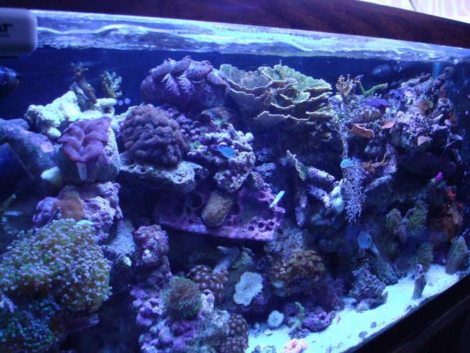 90 gallons reef tank (mostly live coral and fish) - 90gl at one year
