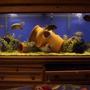 75 gallons freshwater fish tank (mostly fish and non-living decorations) - 75 gal synspillus tank