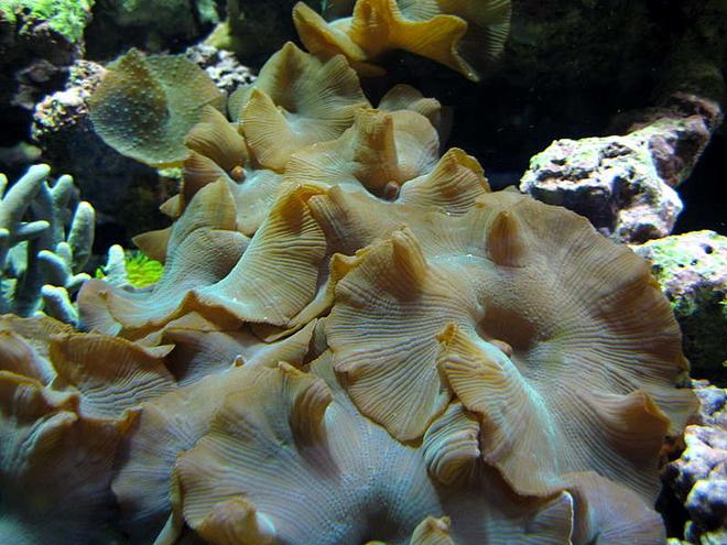 corals inverts - actinodiscus sp. - blue striped mushroom stocking in 52 gallons tank - Beautiful purple/blue mushrooms.
My larges colonie