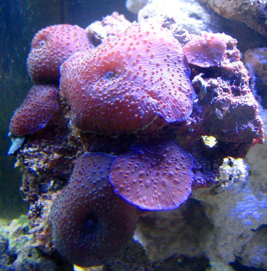 Rated #27: Corals Inverts - Rhodactis Inchoata - Bullseye Mushroom, Purple Stocking In 200 Gallons Tank - Mushroom Rock : 2 month nanno tank, 10 gal
