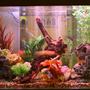 140 gallons freshwater fish tank (mostly fish and non-living decorations) - My freshwater cichlid tank.