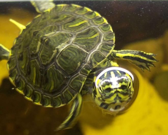corals inverts - trachemys scripta scripta - yellow belly slider turtle stocking in 47 gallons tank - This is my turtle, he is so cute and follows me when i walk past the tank :)