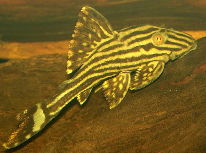 freshwater fish - panaque nigrolineatus - gold royal pleco (l-027) stocking in 47 gallons tank - Poor little chap found him dead this morning :( Very sad about it.

R.I.P

13th September 2007