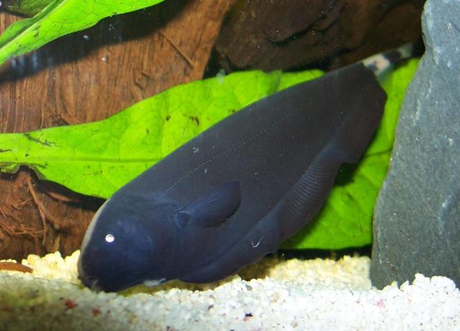 freshwater fish - apteronotus albifrons - black ghost knifefish stocking in 47 gallons tank - This is my 4" Black ghost knife fish, he has a face like a baby seal.
