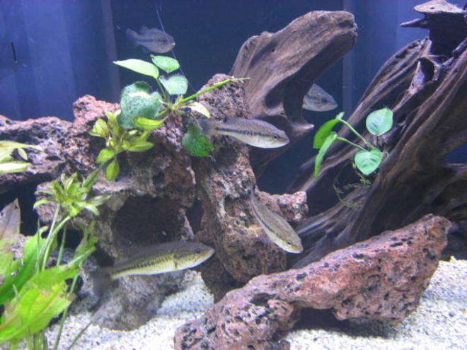 freshwater fish - micropterus salmoides - largemouth bass stocking in 225 gallons tank - Largemouth bass.