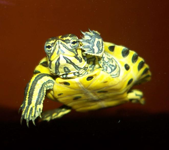 corals inverts - trachemys scripta scripta - yellow belly slider turtle stocking in 47 gallons tank - My turtle touching the glass with his foot.