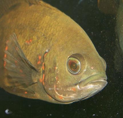 freshwater fish - astronotus ocellatus - tiger oscar stocking in 47 gallons tank - A close up head shot of my oscar.
