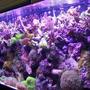 125 gallons reef tank (mostly live coral and fish) - 125g`reef
