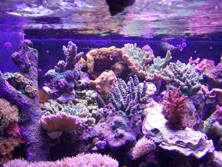 Rated #12: Corals Inverts - Acropora Sp. - Acropora Coral Stocking In 125 Gallons Tank - sps