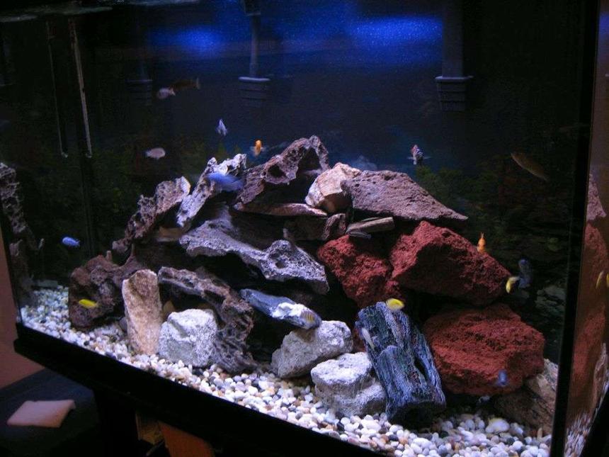 Rated #181: 115 Gallons Freshwater Fish Tank - my chiclid tank