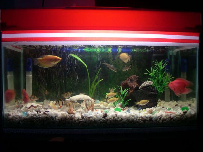 67 gallons freshwater fish tank (mostly fish and non-living decorations) - the picture of my 18 gallon tank