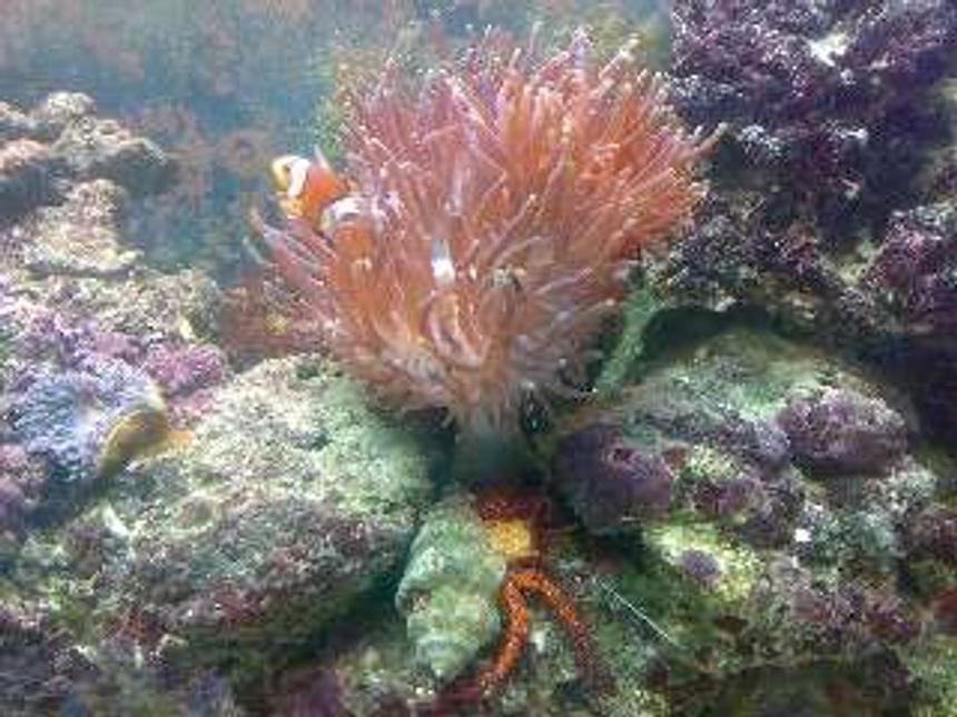 Rated #68: Corals Inverts - Macrodactyla Doreensis - Long Tentacle Anemone Stocking In 90 Gallons Tank - Clown in Anemone and red hairy hermit.