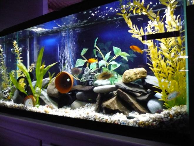 55 gallons freshwater fish tank (mostly fish and non-living decorations) - cichlid tank