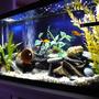 55 gallons freshwater fish tank (mostly fish and non-living decorations) - cichlid tank