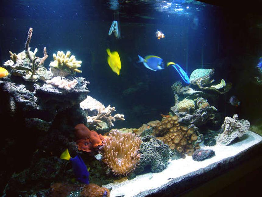 Rated #112: 150 Gallons Reef Tank - FTS