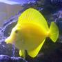 saltwater fish - zebrasoma flavescens - yellow tang - hawaii stocking in 150 gallons tank - my Yellow Tang