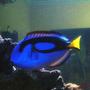 saltwater fish - paracanthurus hepatus - blue tang stocking in 150 gallons tank - regal tang