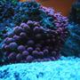 corals inverts - entacmaea quadricolor - bubble tip anemone stocking in 150 gallons tank - RBTA