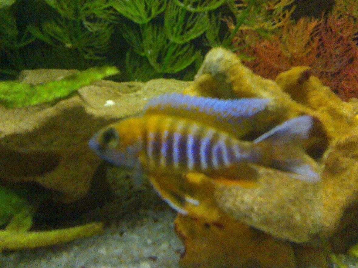 freshwater fish - aulonocara jacobfreibergi - eureka red stocking in 22 gallons tank - eureka red showing his colours.