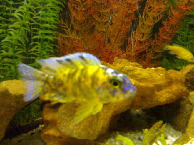 freshwater fish - aulonocara nyassae var. - peacock cichlid, orange blossom stocking in 22 gallons tank - OB peacock