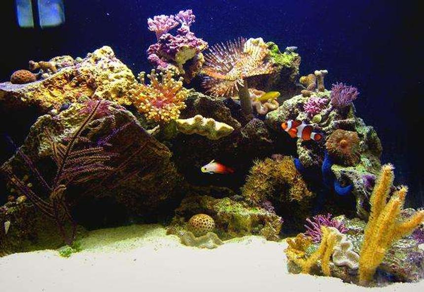 Rated #58: 29 Gallons Reef Tank - Tank at Approx. 1 Month
