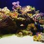 fish tank picture - Tank at Approx. 1 Month