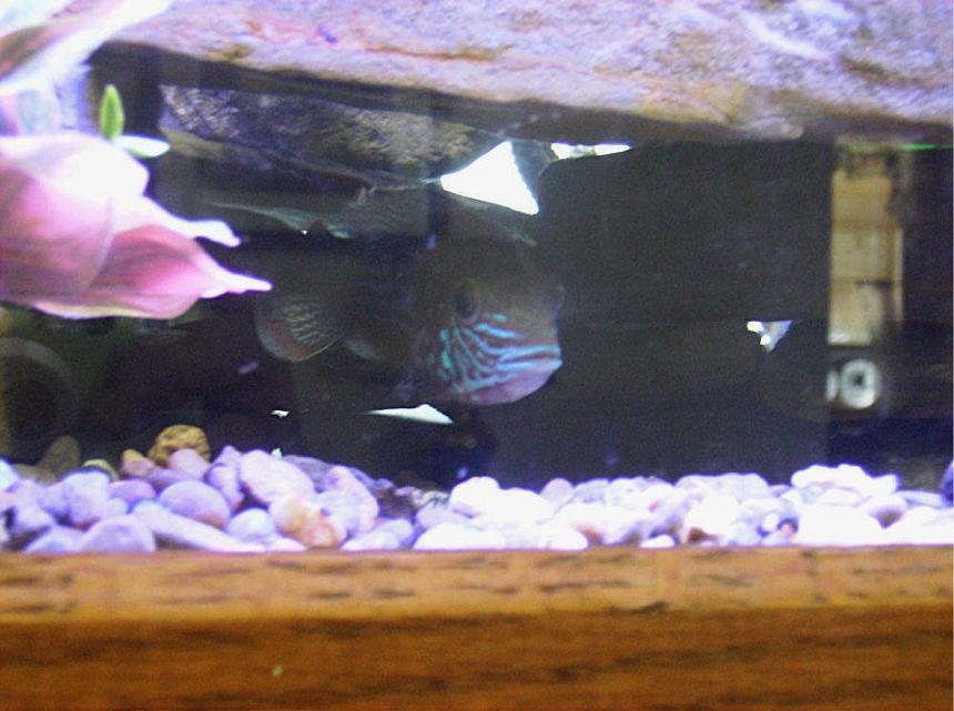 Rated #153: Freshwater Fish - Aequidens Rivulatus - Green Terror Stocking In 55 Gallons Tank - My green terror in his cave.his  victim list so far:

2 jack dempseys
1 Texas
3 convicts 
1 pleco

i am in works for either a older convict 
or a Dempsey that can withstand his wrath.