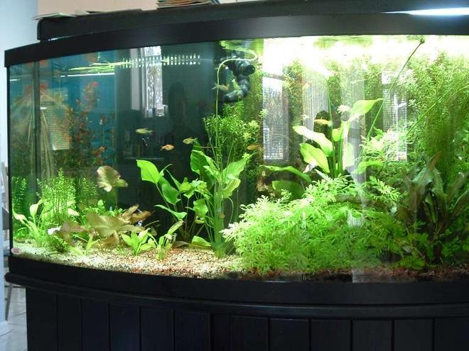 72 gallons planted tank (mostly live plants and fish) - I have to leave one side of the tank heavily planted as my guppies keep having babies. The babies hide in the thick plants for about 2 weeks before they venture off into the rest of the tank.