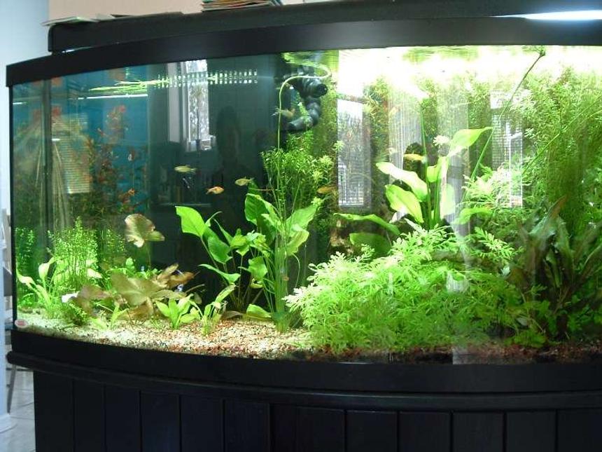 Rated #82: 72 Gallons Planted Tank - I have to leave one side of the tank heavily planted as my guppies keep having babies. The babies hide in the thick plants for about 2 weeks before they venture off into the rest of the tank.