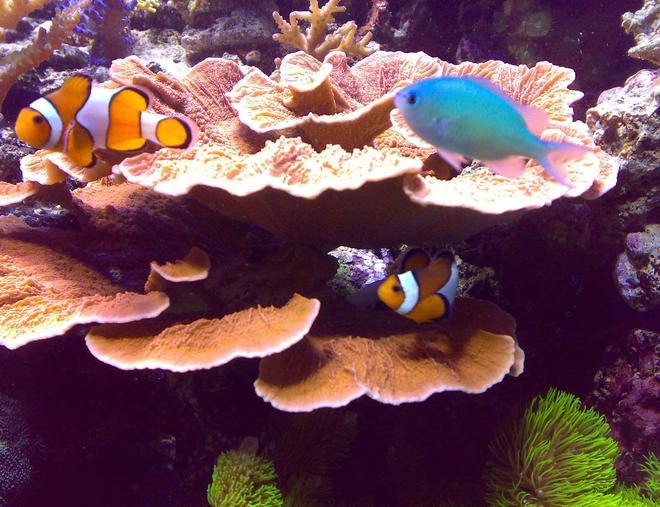 saltwater fish - amphiprion ocellaris - ocellaris clownfish stocking in 100 gallons tank - Ocellaris and chromis