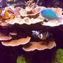 saltwater fish - amphiprion ocellaris - ocellaris clownfish stocking in 100 gallons tank - Ocellaris and chromis