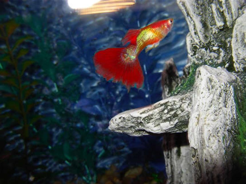 Rated #2075: Freshwater Fish - Poecilia Reticulata - Yellow Tux Guppy Stocking In 55 Gallons Tank - Male Fancy Tail Guppy